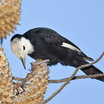 White-headed Woodpecker
